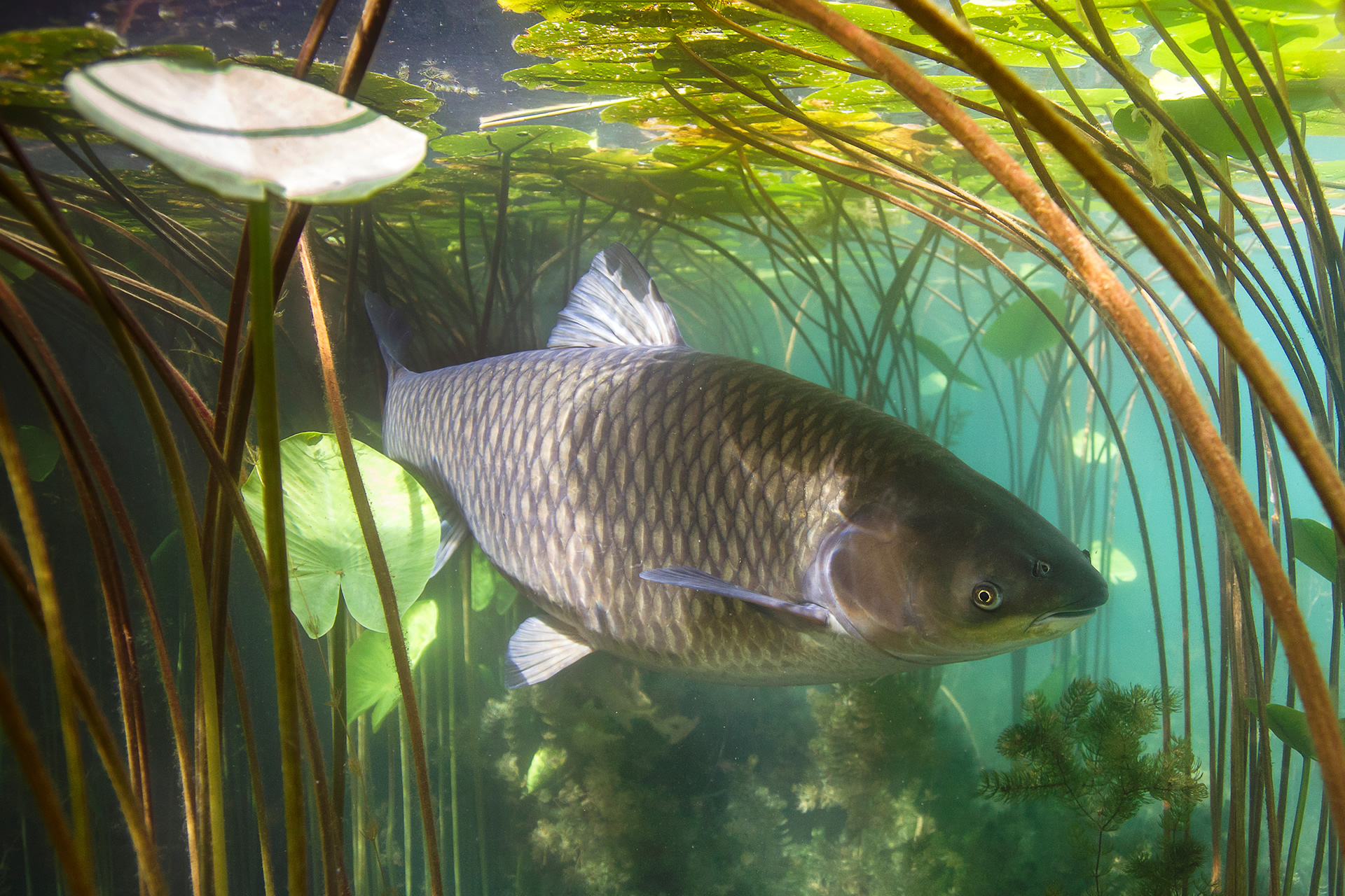 Aquatic Vegetation Control Fish Stocking Grass Carp